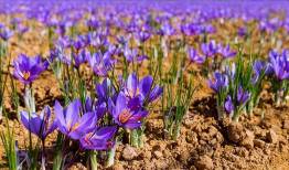 افزایش تولید زعفران تنها مسئله کشاورزی کشور نیست