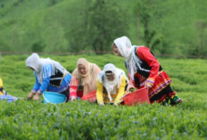 رشد قیمت جهانی و تقویت جایگاه چای ایرانی