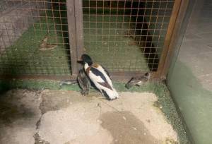 توقیف محموله غیرمجاز مرغابی در فردیس