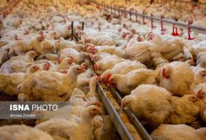 صدور ۱۵ مجوز جدید مرغداری گوشتی با ظرفیت بیش از نیم میلیون قطعه در زنجان