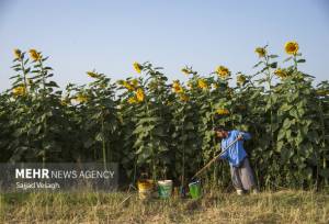 طرح‌های توسعه‌ای در مزارع اجرا می‌شود