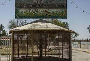 باغ وحش هویزه با دستور قضایی پلمب شد