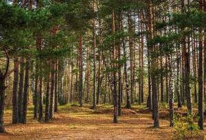 احیای بیش از ۱.۳ میلیون هکتار جنگل در روسیه