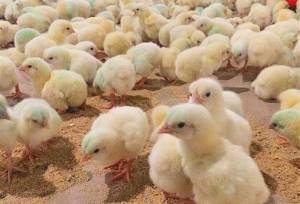 پشت‌پرده رکورد ۴۰۰ میلیون قطعه‌ای جوجه/ مازندران به دنبال صادرات جوجه یک‌روزه