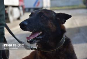 نقش سگ‌های موادیاب در مبارزه با مواد مخدر