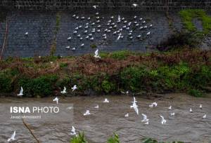 نماینده ولی فقیه در گیلان: احیاء رودخانه های رشت نقش بسزایی در بهبود سلامت عمومی دارد