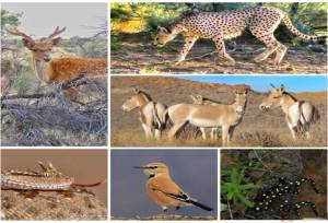 سیستم پایش بیماری‌های حیات‌وحش برای نخستین بار در تهران راه‌اندازی شد