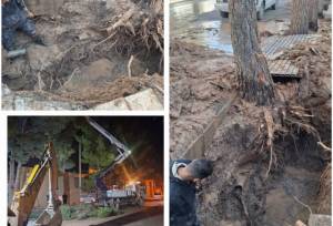 ریشه درخت کاج موجب قطع آب در بخش هایی از تربت جام شد