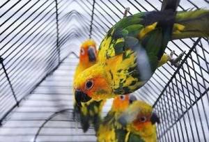 کشف بیش از ۱۰۰ پرنده زینتی قاچاق در مهریز