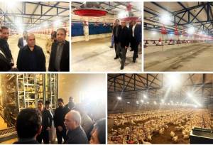 افتتاح سه واحد تولیدی مرغ گوشتی در شهرستان زاهدان