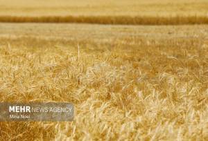 قیمت گندم نباید از نرخ جو کمتر باشد