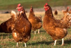 توسعه پرورش مرغ بومی با هزینه پایین، اشتغال پایدار را به همراه دارد