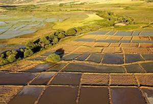 تغییر آیش زرد به سبز در ۳۰۰ هکتار از اراضی کشاورزی همدان