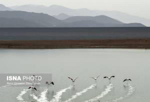 سد بار؛ قلب تپنده اکوسیستم زمستان گذرانی پرندگان مهاجر