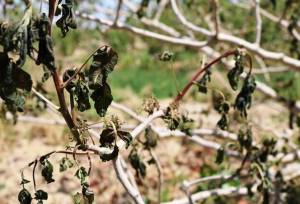 خسارت ۸۷ هزار میلیارد ریالی کشاورزی همدان در سال‌جاری