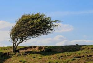 افزایش ۸ تا ۱۵ درجه ای دما در گیلان با وزش باد گرم شدید