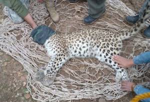 تعارض انسان و حیات‌وحش در سوادکوه/ غریزه بقا یا تداخل زیستگاه؟