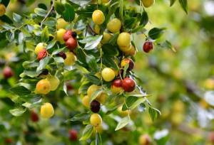 برداشت کنار از ۴۵۰ هکتار از باغ‌های استان بوشهر آغاز شد