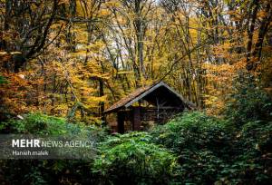 مدیریت پایدار هیرکانی با مشارکت مردم محقق می‌شود