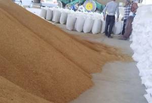 توزیع بیش از ۱۳ هزار تن نهاده دامی میان عشایر سیستان و بلوچستان