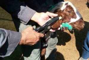 ۴۰۰ هزار رأس دام سبک در آذربایجان غربی هویت‌گذاری شد