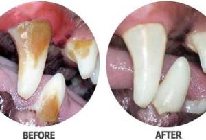 ۵ علامت که نشان می‌دهد سگ شما نیاز به معاینه دهان و دندان دارد