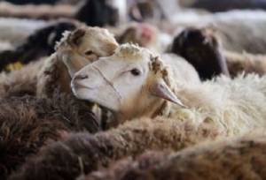 توقیف ۱۵ تریلی حامل دام غیرمجاز در سرخس 