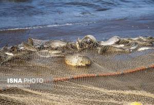 خار آلودگی در گلوی ماهی‌ها