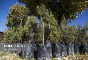 تولید یک‌میلیون و ۳۰۰ هزار اصله نهال در خراسان جنوبی