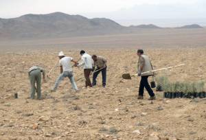 توزیع ۲میلیون اصله نهال رایگان در استان سمنان؛ ضرورت ثبت محدوده کاشت