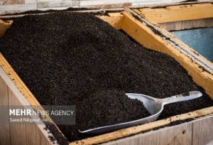 افزایش ۱۰ درصدی صادرات چای؛ رشد قیمت جهانی و تقویت جایگاه چای ایرانی