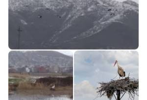 پرواز لک‌لک‌ها بر فراز زریبار/ بازگشت سفیدبالانِ بهار