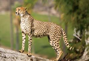 یوز؛ آخرین پرچم حیات وحش بر فراز دشت‌های توران