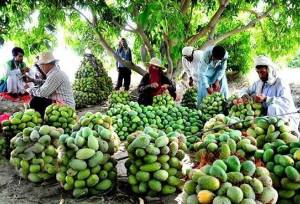 فرماندار: قصرقند پایلوت آموزش‌های تخصصی انبه شد