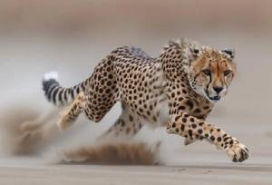  میاندشت خانه امن خانواده ۶ نفره هلیا