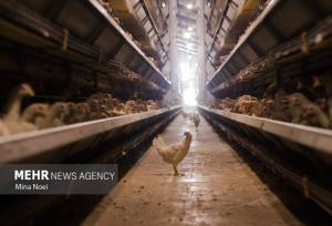 تولید مرغ در چهارمحال و بختیاری رشد قابل توجه داشته است