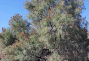 درختچه‌ای شورپسند برای بهبود کیفیت خاک مناطق بیابانی