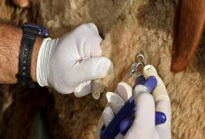 مایه‌کوبی بیش از ۳۰ هزار رأس دام در رودان