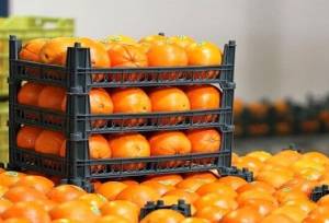 تأمین ۴۵۰ تُن میوه شب عید در همدان