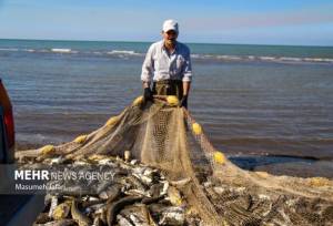 رئیس سازمان شیلات: تولید آبزیان کشور به ۱.۵ میلیون تن در سال ۱۴۰۴ رسید