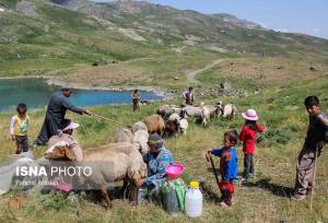 توزیع بیش از ۲۸ هزار تن نهاده دامی بین عشایر خوزستان