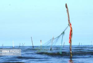 افزایش ۸۷ درصدی تولید آبزیان در بوشهر