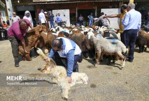 نظارت‌های ویژه دامپزشکی در چهارمحال و بختیاری همزمان با رمضان و نوروز