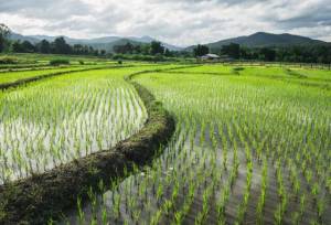 معرفی رقم جدید برنج هوازی «کویر» برای کشت در شرایط کم‌آبی و خشکسالی