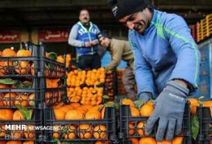 حلیم: ۸۵۰ تن میوه شب عید آماده توزیع در استان اردبیل است