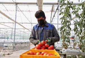 رشد ۵۰۰ درصدی تولیدات کشاورزی ایران در چهار دهه گذشته