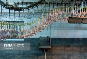 ۳۱ مرغداری در بوشهر قرارداد کیف پول اعتباری امضا کردند