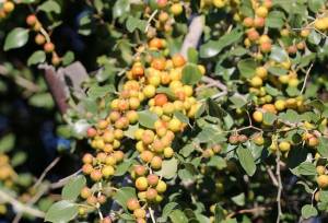 ۲۵۰۰ تن کٌنار در استان بوشهر برداشت می‌شود