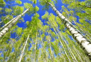 اوقاف آماده کاشت صنوبر در اراضی استان زنجان است