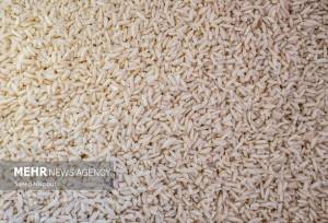 واردات برنج تسهیل شد اما نقدینگی وجود ندارد